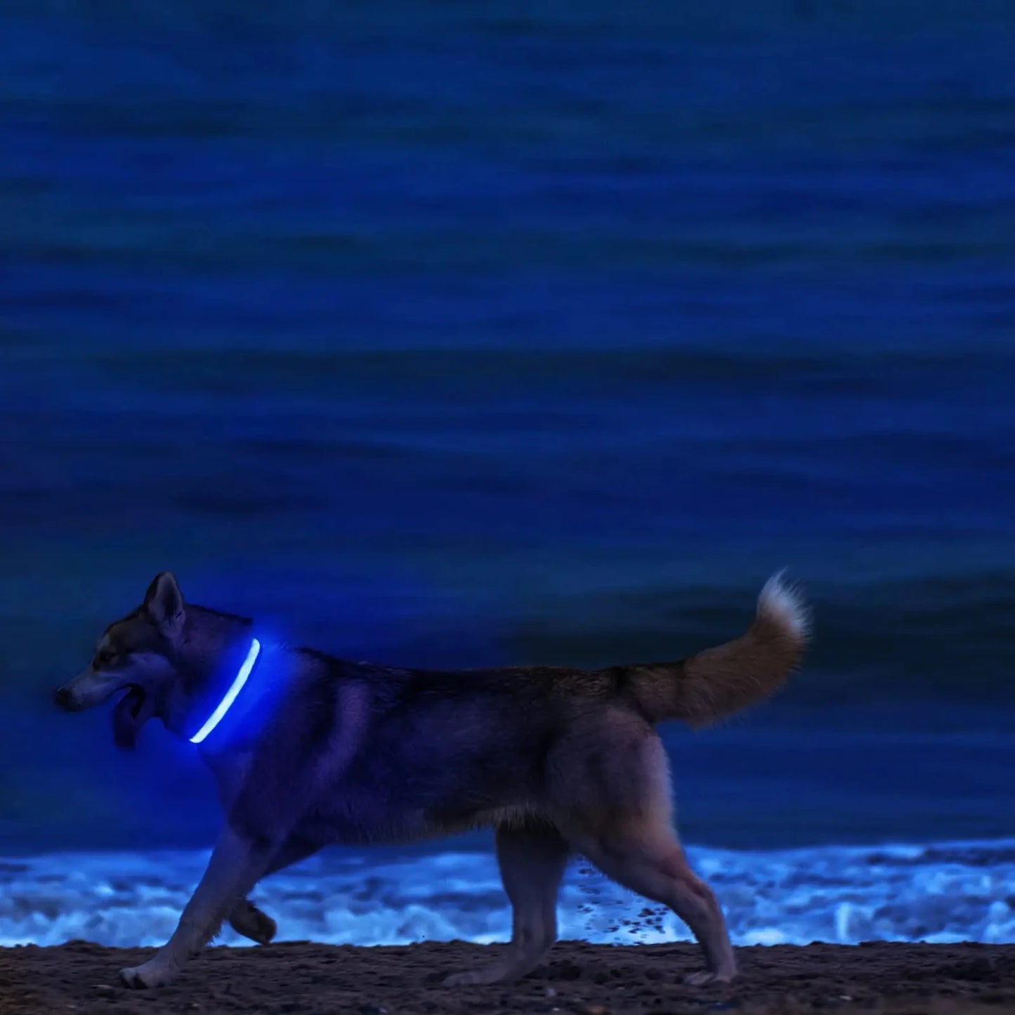 XS/M LED Dog Collar USB Rechargeable Light  Dog Collar Lights Adjustable Soft Safety Night Light Flashing 3 modes Pet Supplies